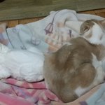 [고양이] 나는 열한살 할배 고양이 싼쵸옹 23