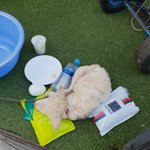 [이것좀봐줘] [제발도와주세요] <b>상암</b> 디지털미디어시티역 근처에 강아지...