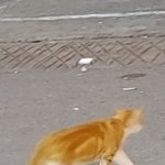 [댓글부탁해] <b>노숙</b>고앵이 귀엽다 추반 ㄱ