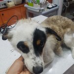 [강아지] <b>온몸</b>에 진드기가 덮혔어요