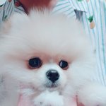 [강아지] [댕댕이] 구름이의 <b>성장</b>과정 1편