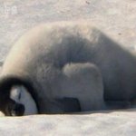 귀요미야