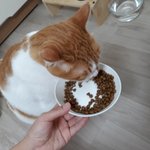 나의 동거묘 <b>도칠</b>이 2019년 여름