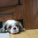 시<b>츄</b>는 대박입니당2