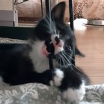 우리 고양이 <b>기엽</b>제