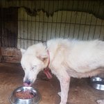 [강아지] 피부병<b>어미</b>와 3남매