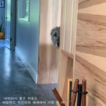 '아이리시 <b>울프</b> 하운드'를 아시나요?
