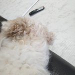 말티즈 말티<b>푸</b>