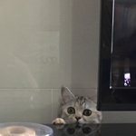 [드루와] 울고양이 표정 겁나 <b>리얼</b>함