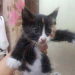 [고양이] 삼색냥이 가족이 되어주세요