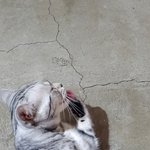 [댓글부탁해] <b>그루</b><b>밍</b>하는 꼬앵 귀엽다 추반