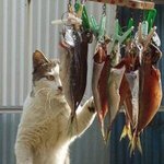 고양이에게 <b>생선</b>을 맡기냥!