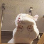 '<b>납작</b>해진 냐옹이' 심장 주의!