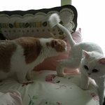 [고양이] 나는 열한살 할배 고양이 싼쵸옹 25