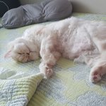 [고양이] [별이모찌맘맘-7탄] 고양이백혈병 - 모찌후기