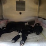 [강아지] 구더기아이 소식입니다