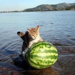 <b>수박</b>은 얼마에 사야 싼거냐
