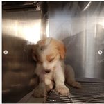 태어나서 학대만 당하다가 간 미오 청원일 마지막입니다