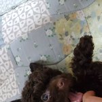 [강아지] 안녕 매력적인 나의 강아지 2탄을 준비했어~