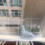 [이것좀봐줘] 비둘기땜에 기절할뻔ㅋㅋㅋㅋ