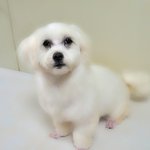 모모/말티즈/남아(중성화완료)/8개월/4kg    *<b>활발</b>한 성격을 가진...