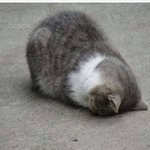 얘들아 <b>감튀</b> 먹을건데 맛 뭘로 할까