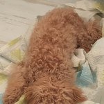 [드루와] 우리집 강아지 누워있는 거 보고 <b>가셈</b>