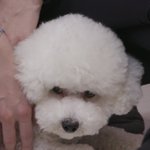 [댓글부탁해] 내 <b>담달</b> 구매목록이다,,