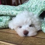 얘들아 우리집 강아지 졸<b>귀지</b> ㅋㅋㅋ