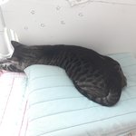 [댓글부탁해] 우리 고앵이좀 보시오
