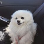 강아지랑 고양이 같이키우는것 어떻게생각하세요?