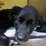 [강아지] 구더기 건우 소식입니다