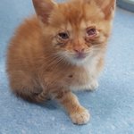 [고양이] 사무실악독한주인27-고양이찾아요.