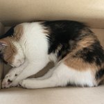 우리냥이 박스에서<b>잔당</b>ㅠㅠㅠ