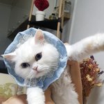 [고양이] 동영상추가) 나는 열한살 할배 고양이 싼쵸옹 26