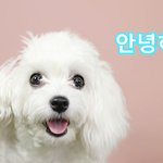 [<b>댓글</b>부탁해] 간식 사먹으려고 유튜브 시작한 강아지 구름이 <b>응원</b>해주세요