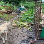 [강아지] <b>완주</b> 학대방치견들 구조 전 후