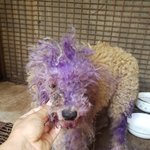 [강아지] 누더기푸들 <b>조던</b>