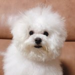 [강아지] 우리집 털 찐 <b>비숑</b> 또 왔어요!!