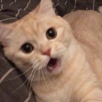 가슴에 모기물림