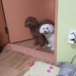 강아지 산책도 못시키는 공원