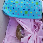 아기냥 <b>호빵</b>이-23