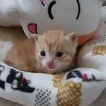 카레의 쌍둥이 형제 <b>빵이</b>를 소개해 드릴게요!