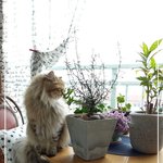 우리집 <b>미묘</b>들 사진^^