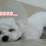 [강아지] <b>중성화</b>수술 당일 강아지 반응