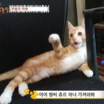 [고양이] 언제나 역관광 카레군!