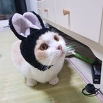 [고양이] 나는 열한살 할배 고양이 싼쵸옹 27