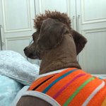 <b>어께</b>깡패 푸들