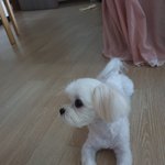 [강아지] 울집 강아지 <b>옆태</b><b>미인</b>임