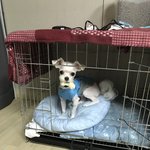 [강아지] 우리집 깡패와 <b>순딩</b>이